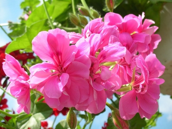 Pembe çiçek - sitenin en iyi dekorasyonu Pembe çiçek - sitenin en iyi dekorasyonu