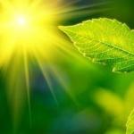 Dýchanie rastlín: výživa, orgány, fotosyntéza